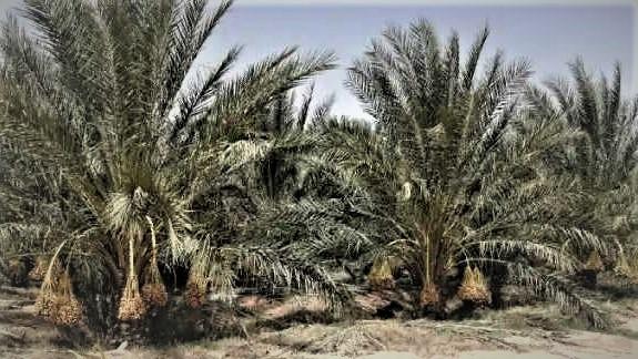 Grande plantation de palmiers dattiers