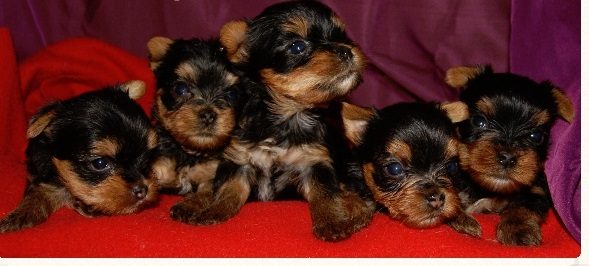 Superbes Chiots Yorkshires Pure Race - photo 2