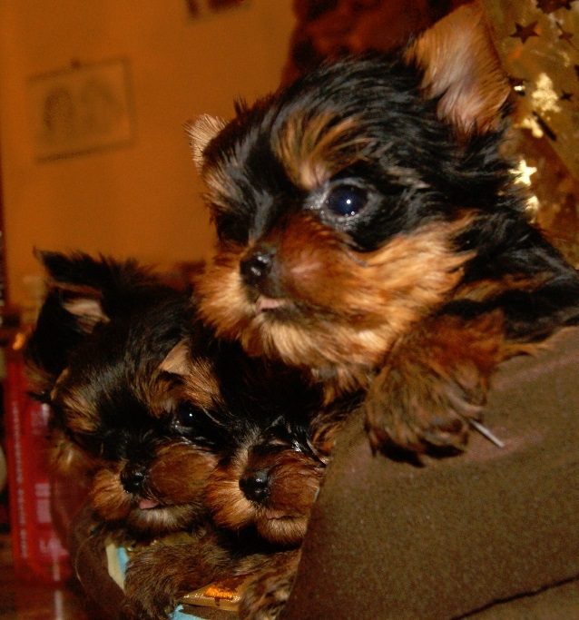 Superbes Chiots Yorkshires Pure Race - photo 3