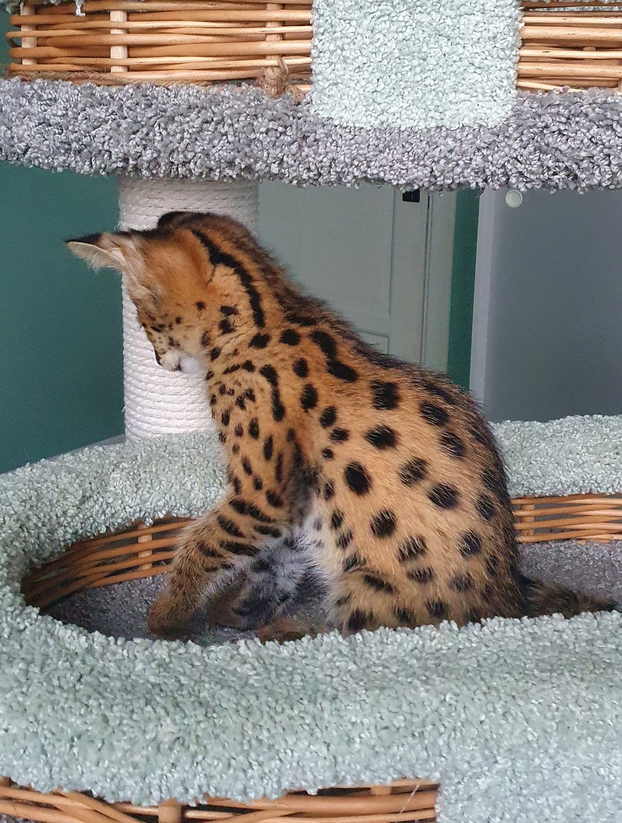 chatons savannah F5 LOOF - photo 2