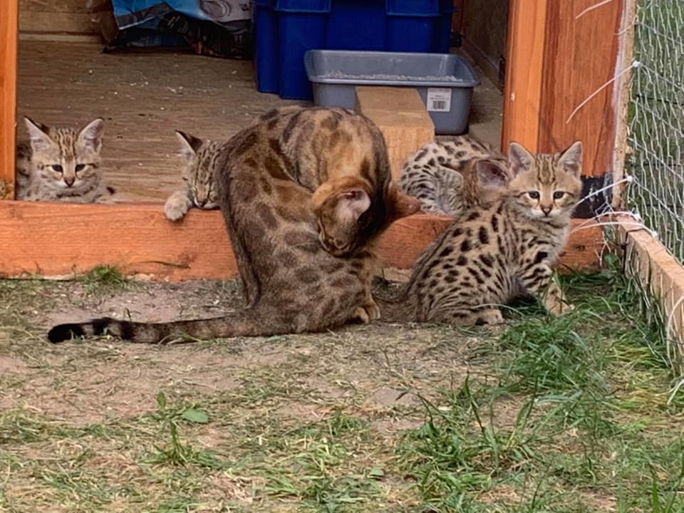 chatons savannah F5 LOOF - photo 3