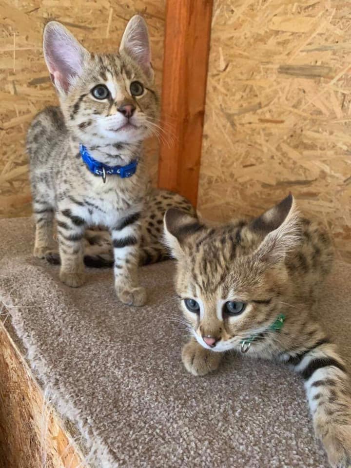 chatons savannah F5 LOOF - photo 4