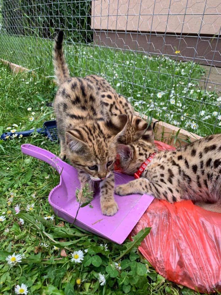 chatons savannah F5 LOOF - photo 5