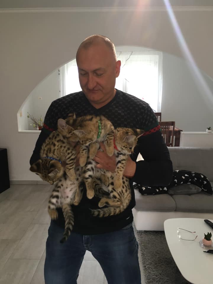 chatons savannah F5 LOOF - photo 6