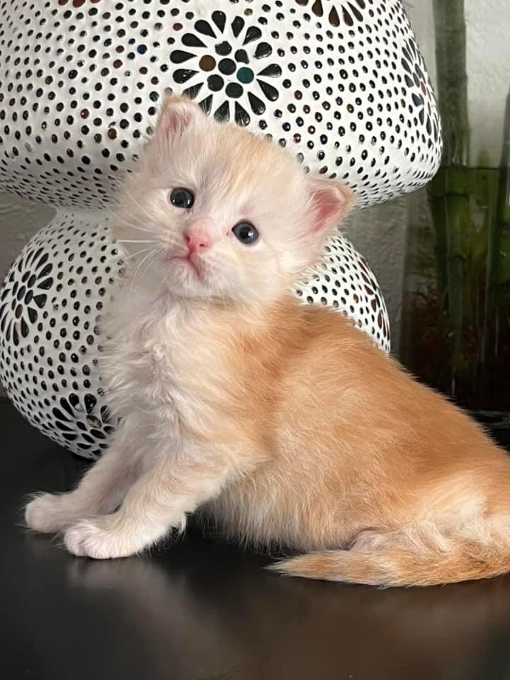 Superbes Chatons Maine coon mâles red Loof - photo 1