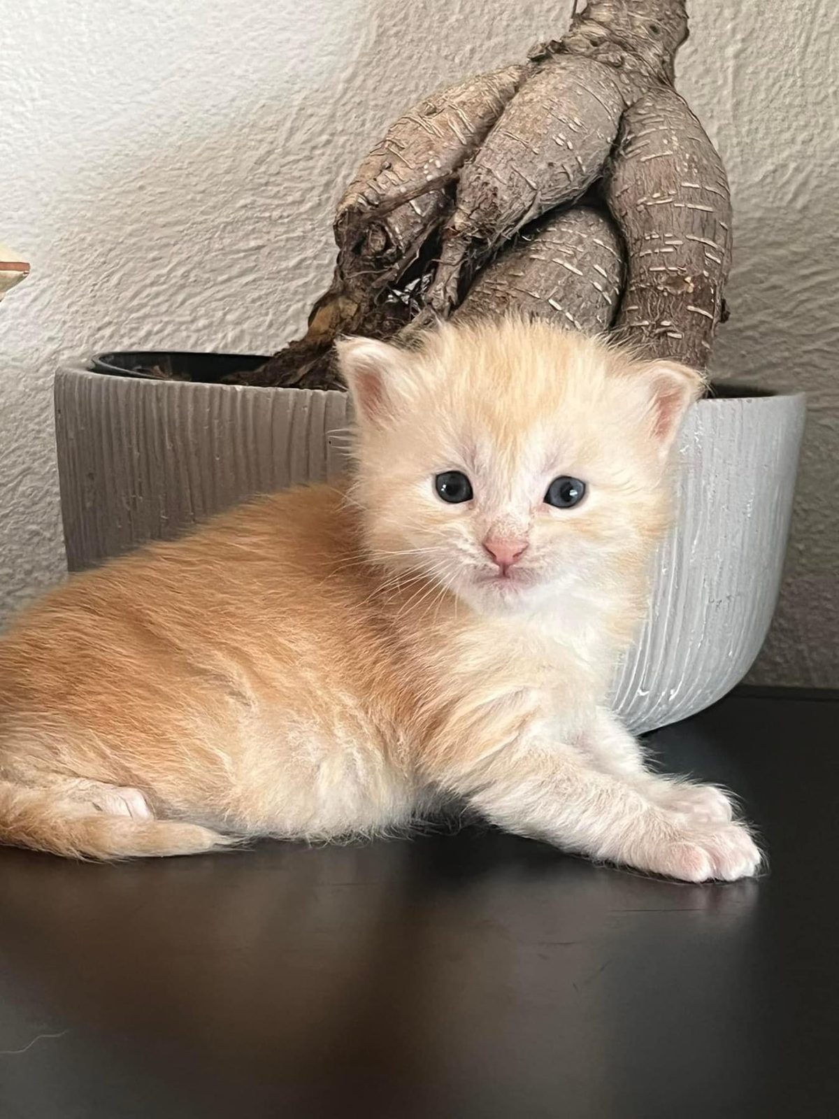 Superbes Chatons Maine coon mâles red Loof - photo 3