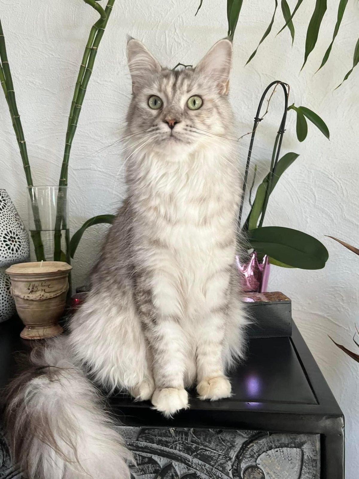 Superbes Chatons Maine coon mâles red Loof - photo 5