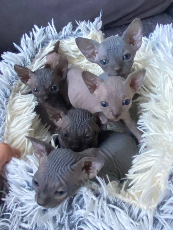chatons sphynx disponible (chat nu) - photo 1
