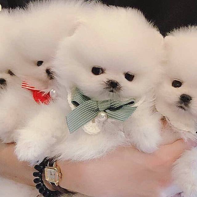 chiots spitz nain lof a donner - photo 1