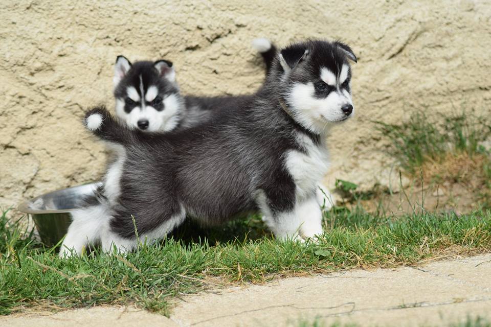 Chiots husky sibérien lof disponible - photo 1