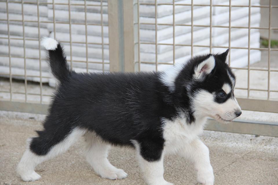 Chiots husky sibérien lof disponible - photo 2
