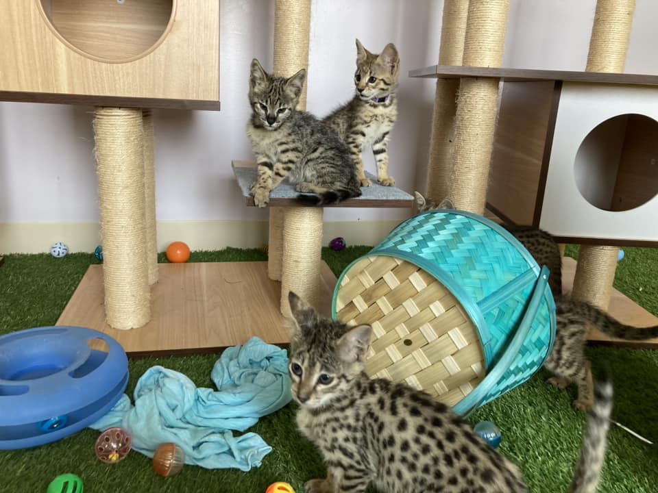 chatons savannah disponibles - photo 2
