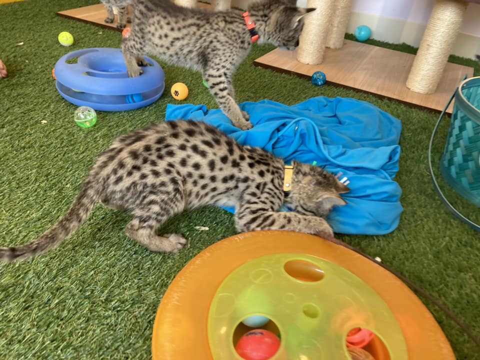 chatons savannah disponibles - photo 3