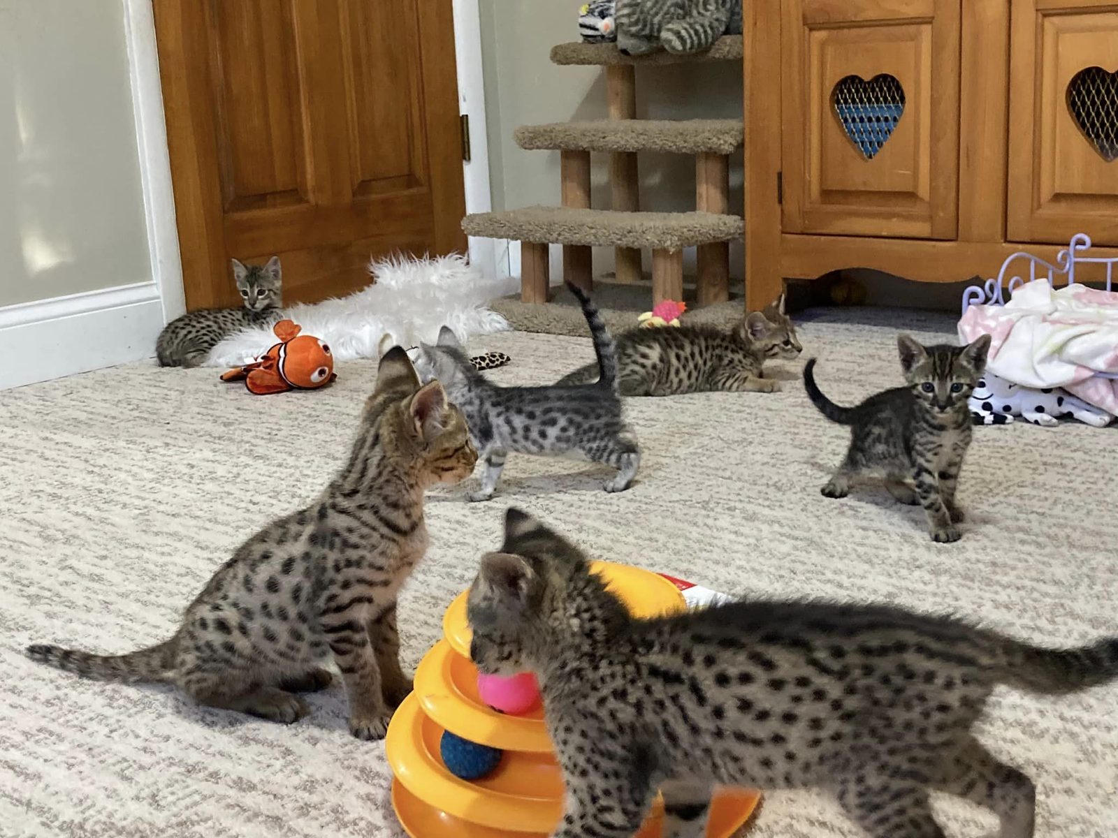 chatons savannah disponibles - photo 4
