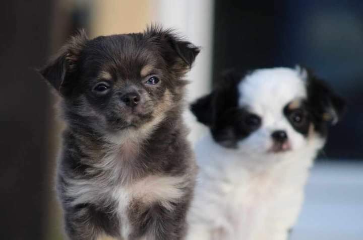 Adorable chiot chihuahua a donner - photo 3