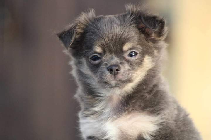 Adorable chiot chihuahua a donner - photo 2
