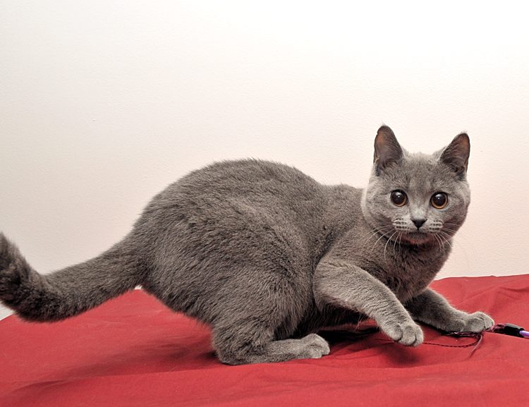 Chatons Chartreux disponibles - photo 2