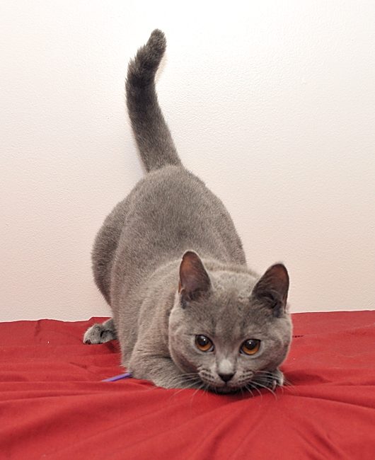 Chatons Chartreux disponibles - photo 3