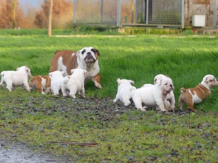 9 chiots Bulldog Anglais, 5 femelles et 4 mâles disponible. - photo 2