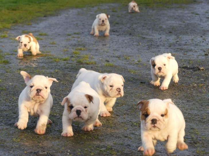 9 chiots Bulldog Anglais, 5 femelles et 4 mâles disponible. - photo 3