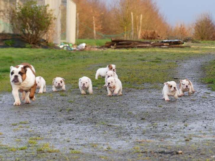9 chiots Bulldog Anglais, 5 femelles et 4 mâles disponible. - photo 4