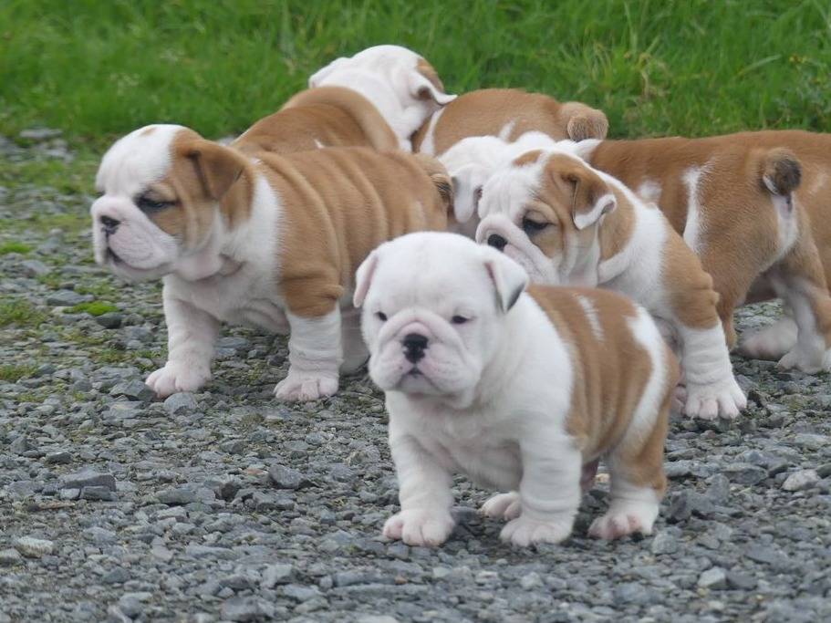 Magnifiques Chiots Bulldog Anglais avec pédigrée. - photo 2