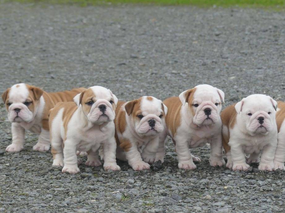 Magnifiques Chiots Bulldog Anglais avec pédigrée. - photo 3