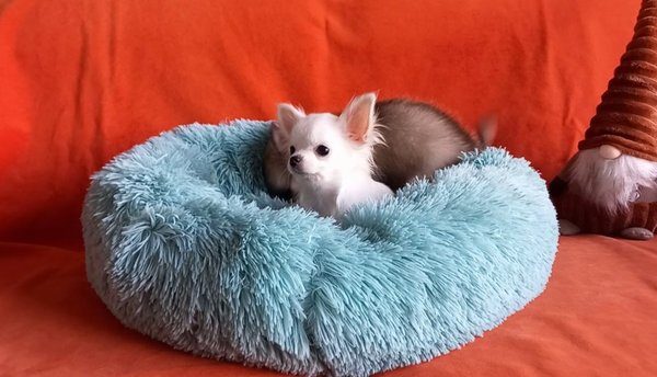 Magnifiques cadeau de Noel de chiots chihuahuas de petit gabarit - photo 2