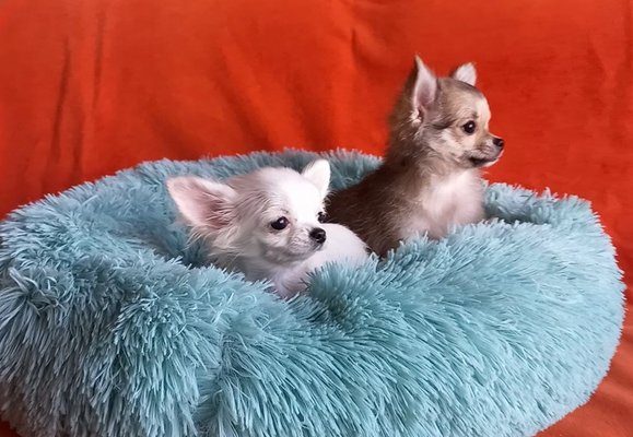 Magnifiques cadeau de Noel de chiots chihuahuas de petit gabarit - photo 3
