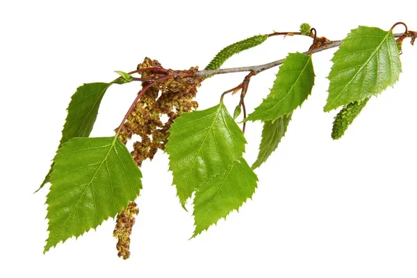 Vente de “Feuilles de bouleau (Birch leaves)” en vrac du fabricant au meilleur prix - photo 2
