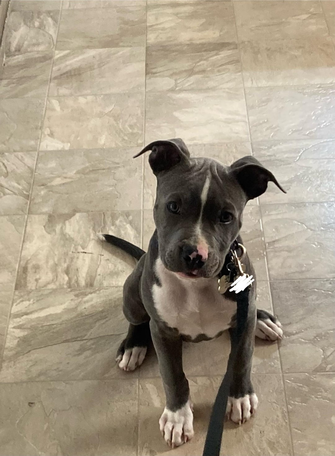 Pitbull américain - photo 2