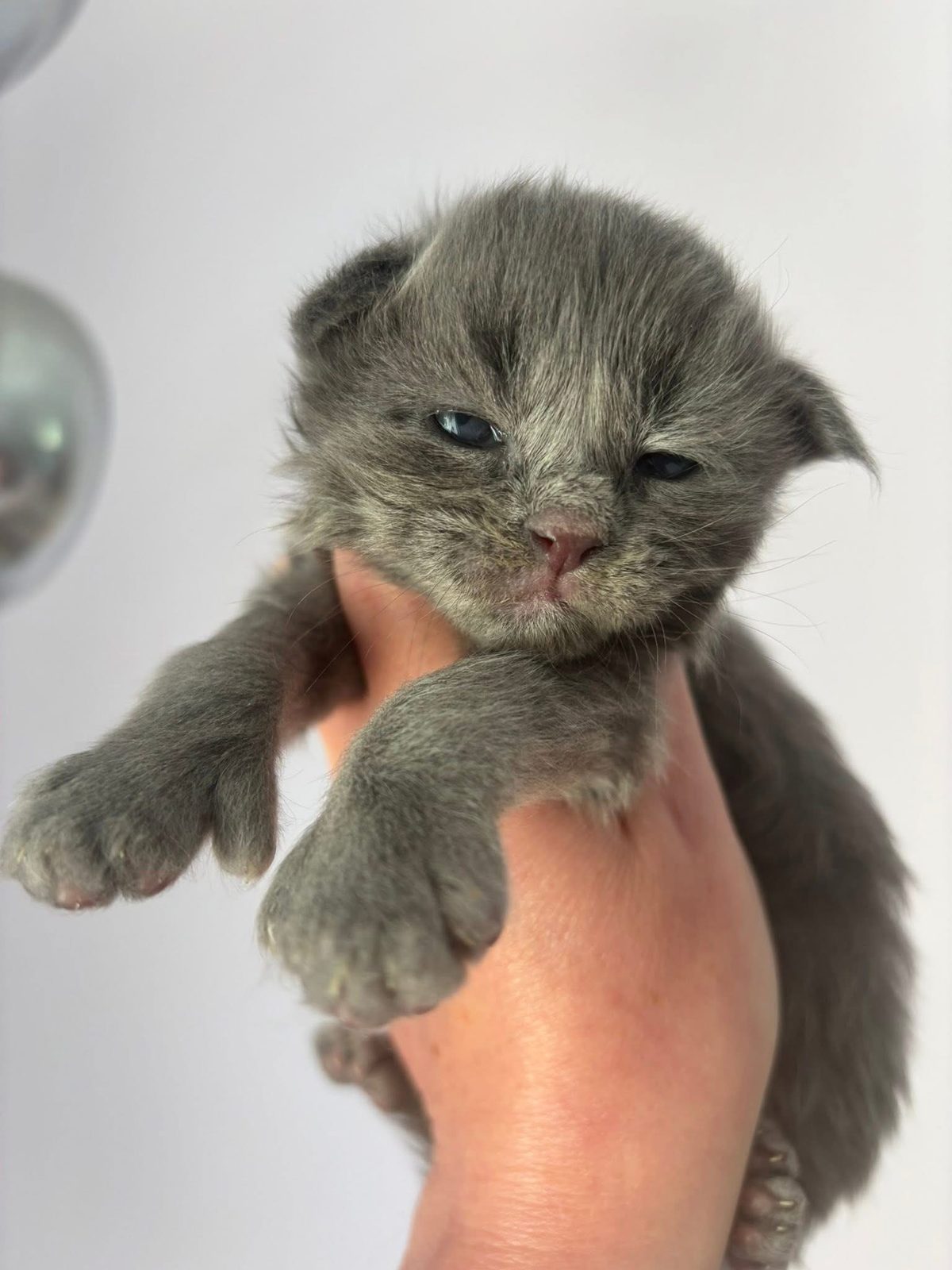 Chatons Maine coon mâles et femelle LOOF - photo 2