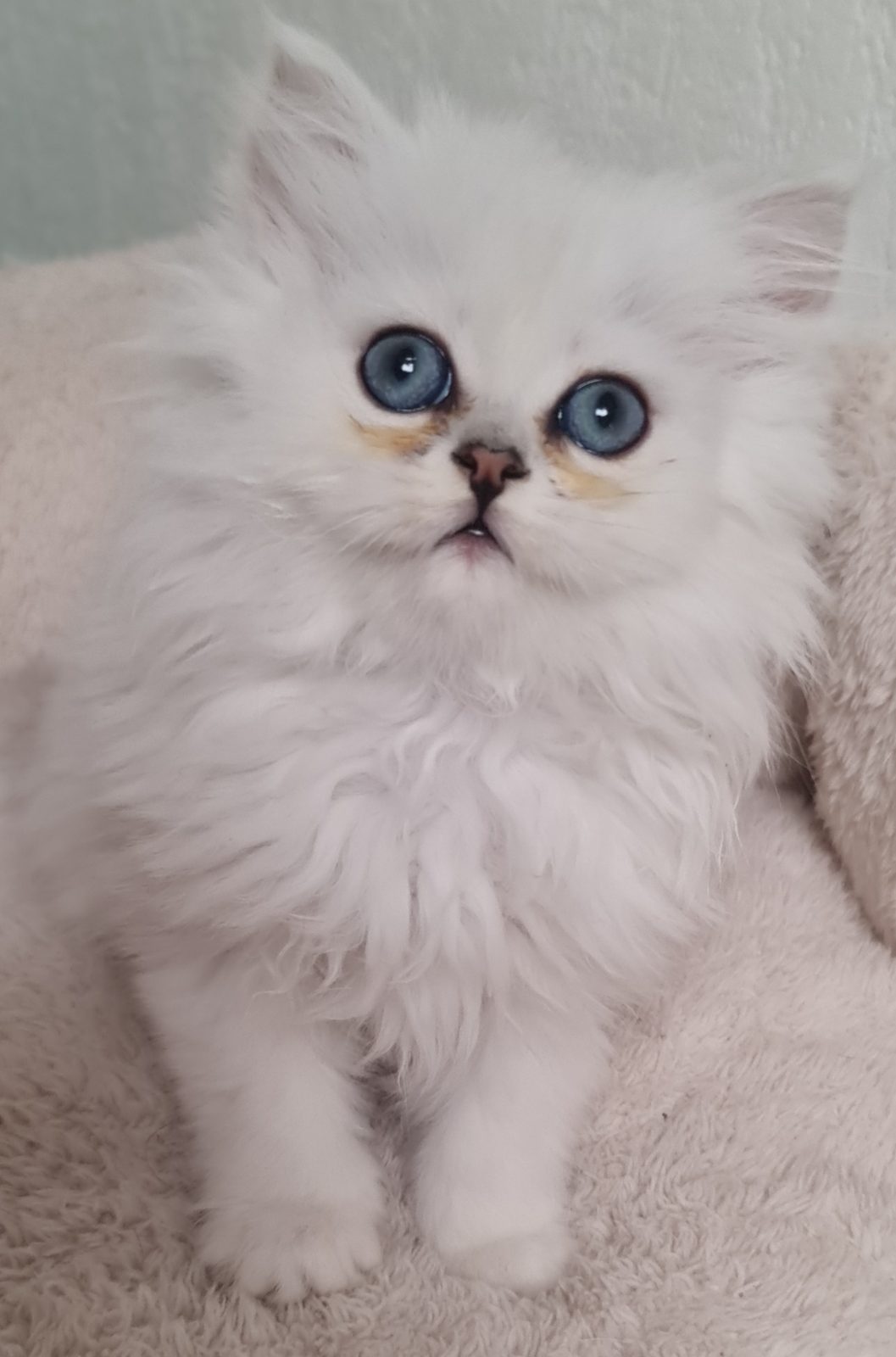 CHATONS PERSANS BLANC LOOF - photo 2