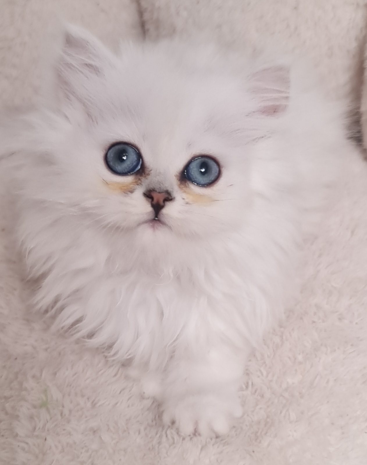 CHATONS PERSANS BLANC LOOF - photo 3