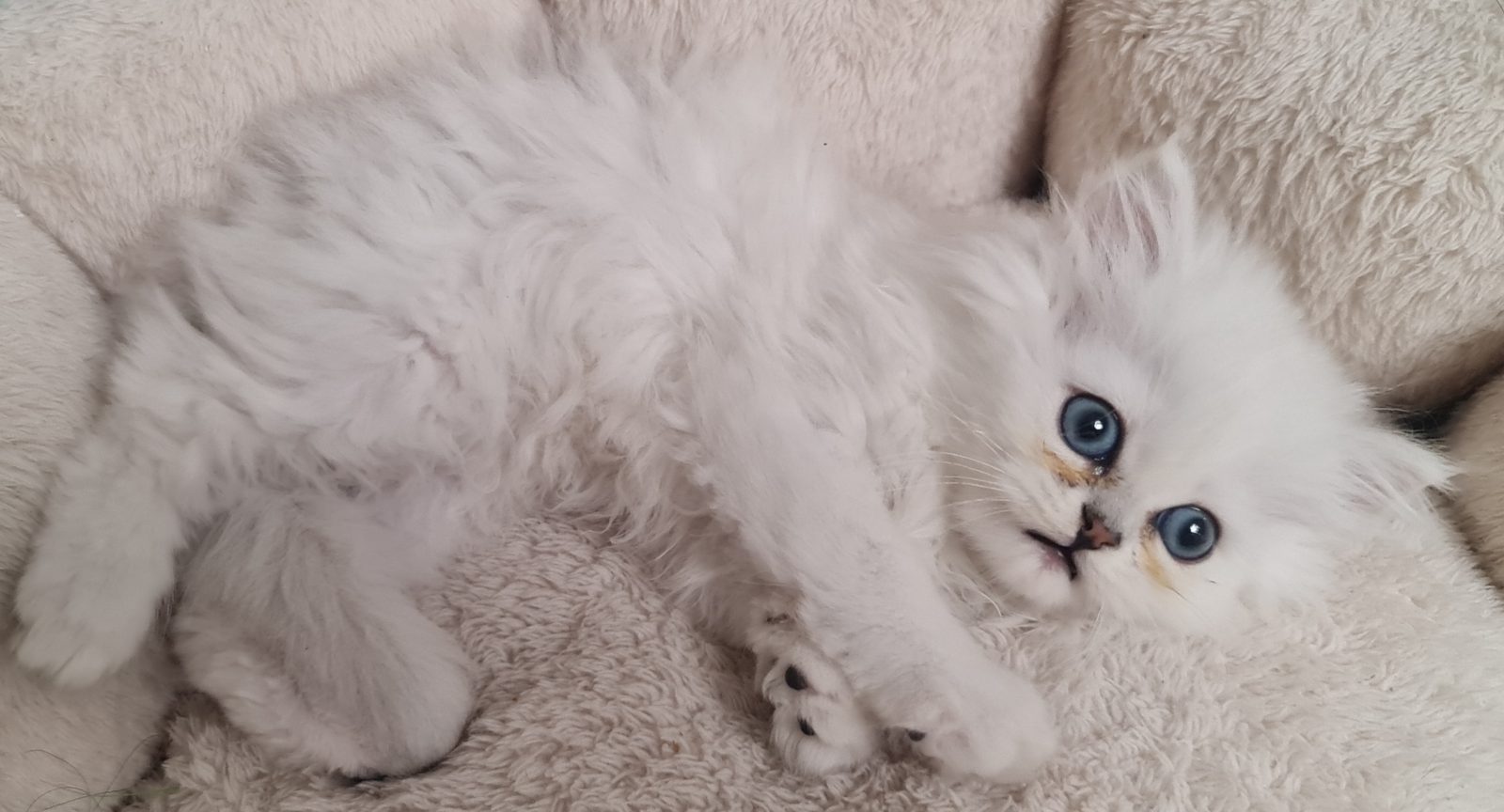 CHATONS PERSANS BLANC LOOF - photo 4