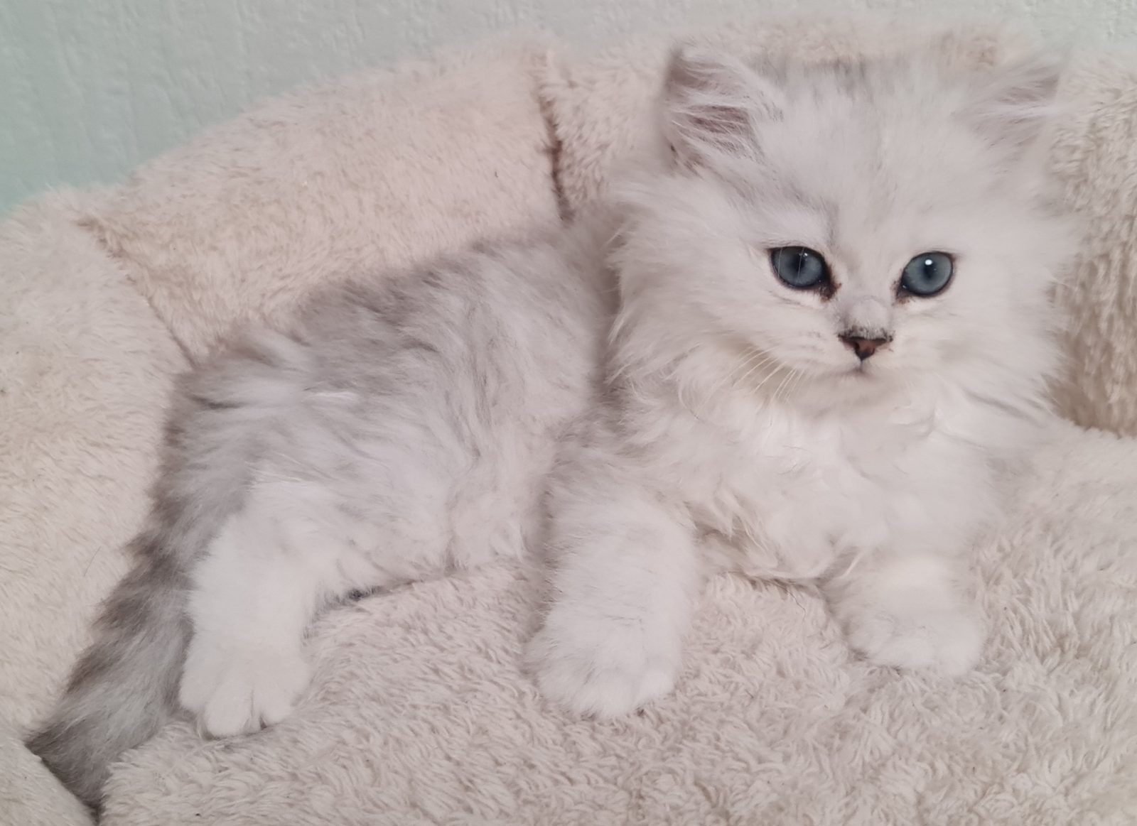 CHATONS PERSANS BLANC LOOF - photo 5