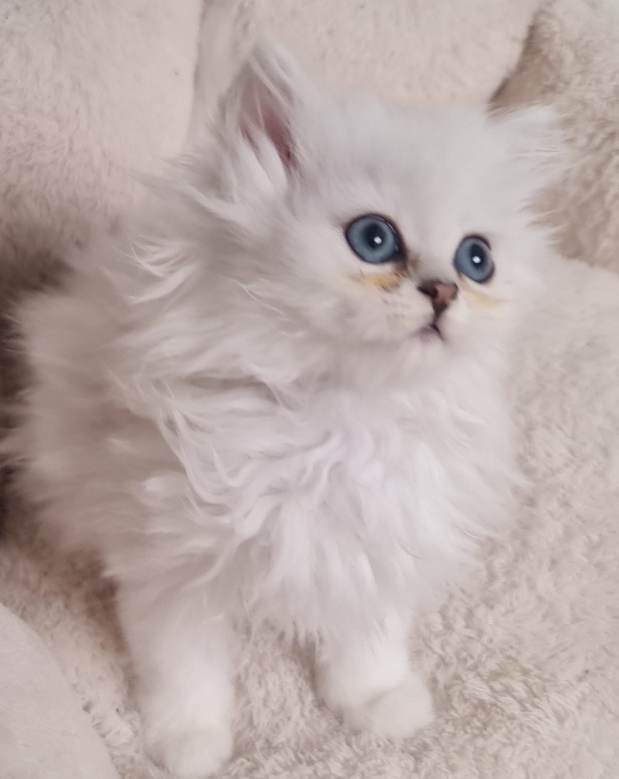 CHATONS PERSANS BLANC LOOF - photo 6