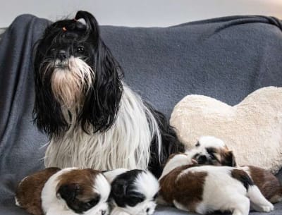 Chiots Shih Tzu - photo 2