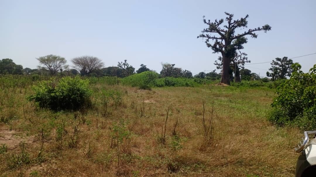 Terrain 3 hectares et demi à vendre à Mbourokh Sénégal - photo 4