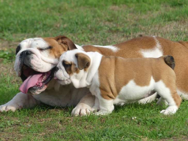 Chiots Bulldog Anglais mâles et femelles à vendre. - photo 2