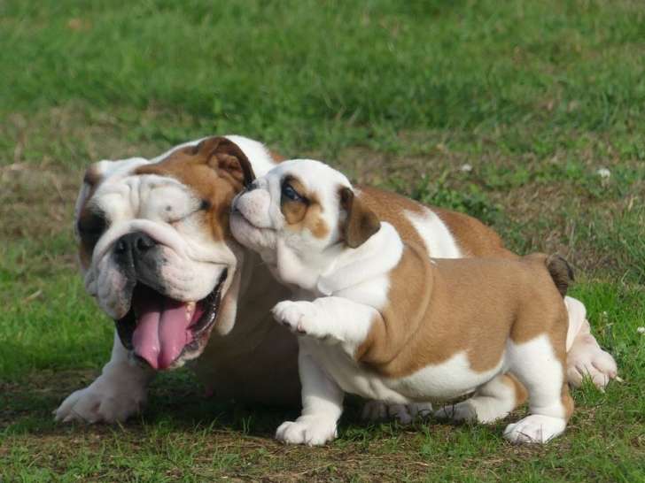 Chiots Bulldog Anglais mâles et femelles à vendre. - photo 3