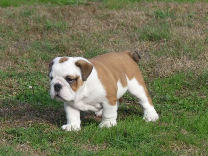 Chiots Bulldog Anglais mâles et femelles à vendre. - photo 4