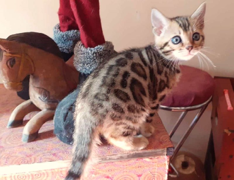 Manifiques petits chatons bengal - photo 2