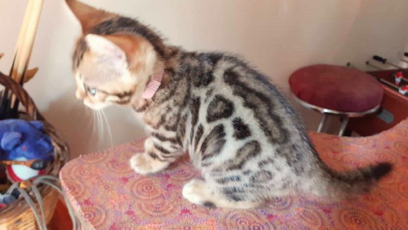 Manifiques petits chatons bengal - photo 3