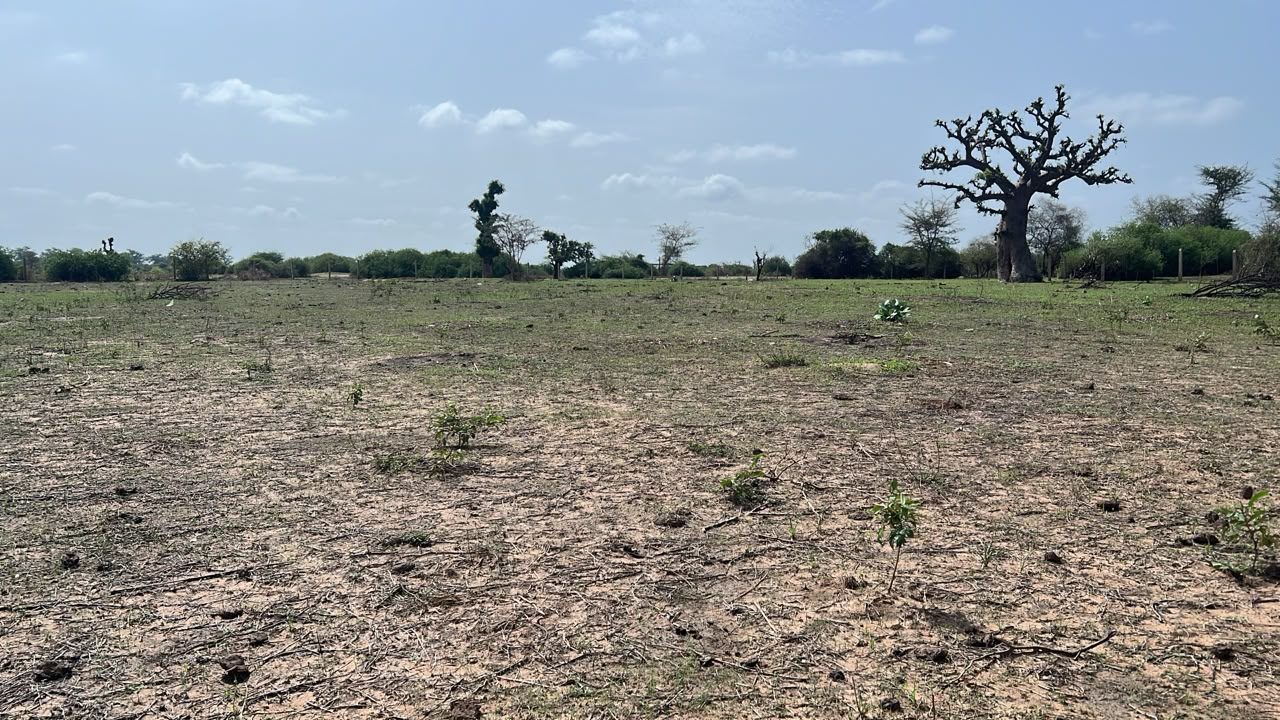 Terrains de 300 mètres carrés à vendre à Somone  Sénégal - photo 3