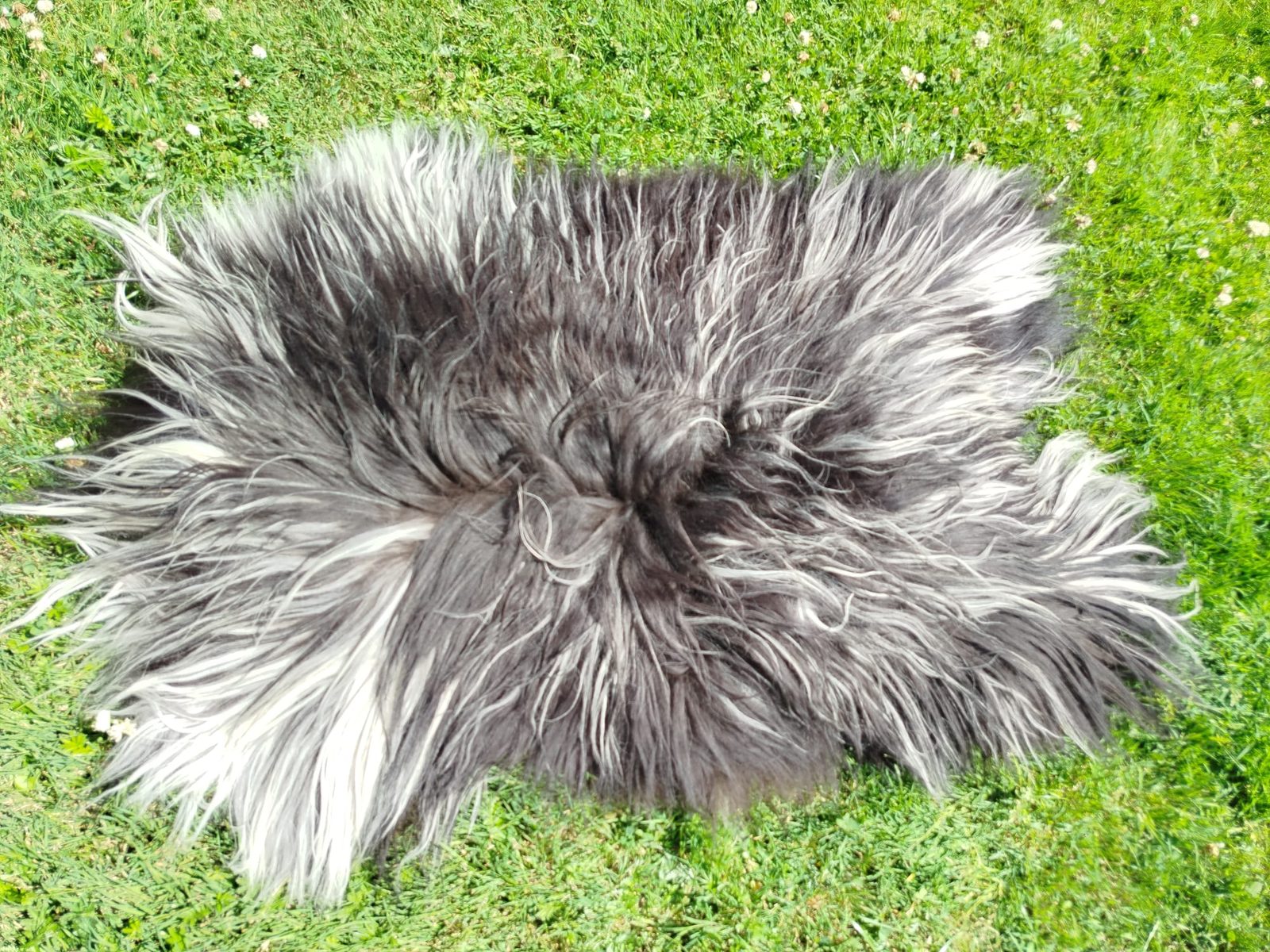 Peaux de mouton Heidschnucke, haute qualité - photo 2