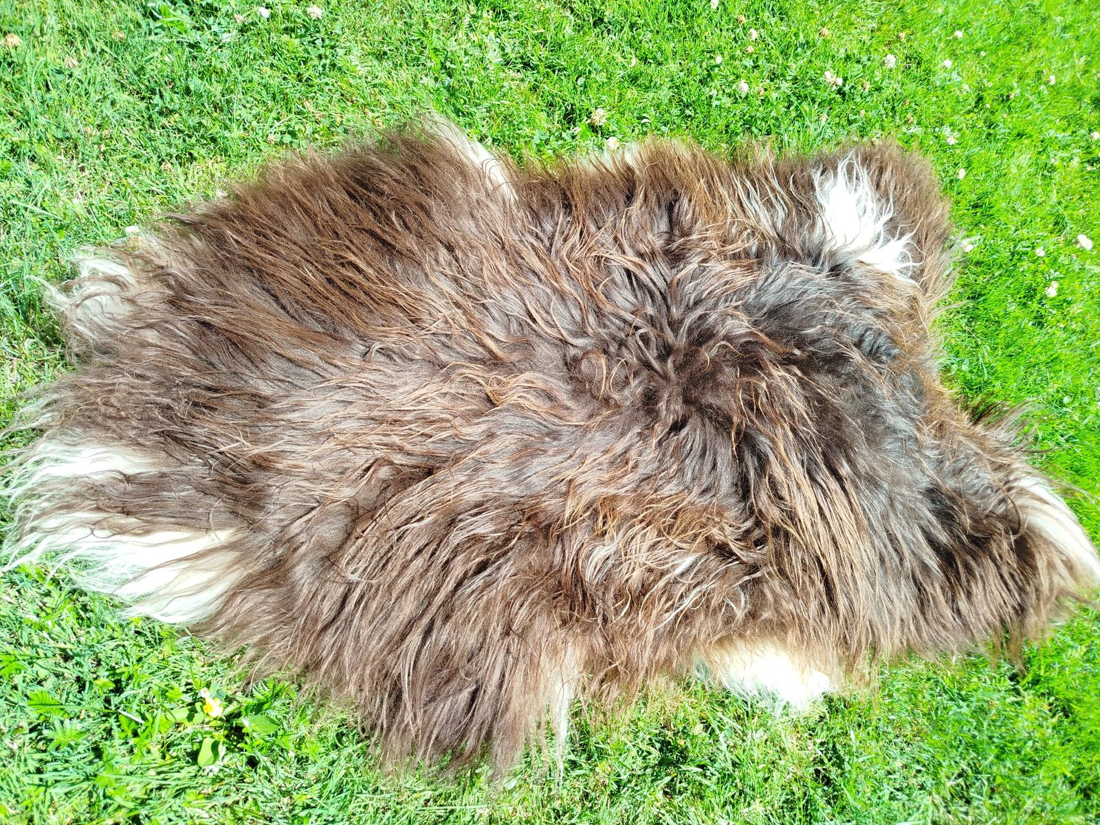 Peaux de mouton Heidschnucke, haute qualité - photo 3