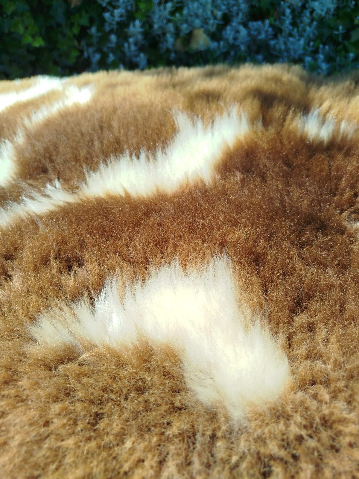 Peaux de mouton néerlandaises, qualité supérieure - photo 3