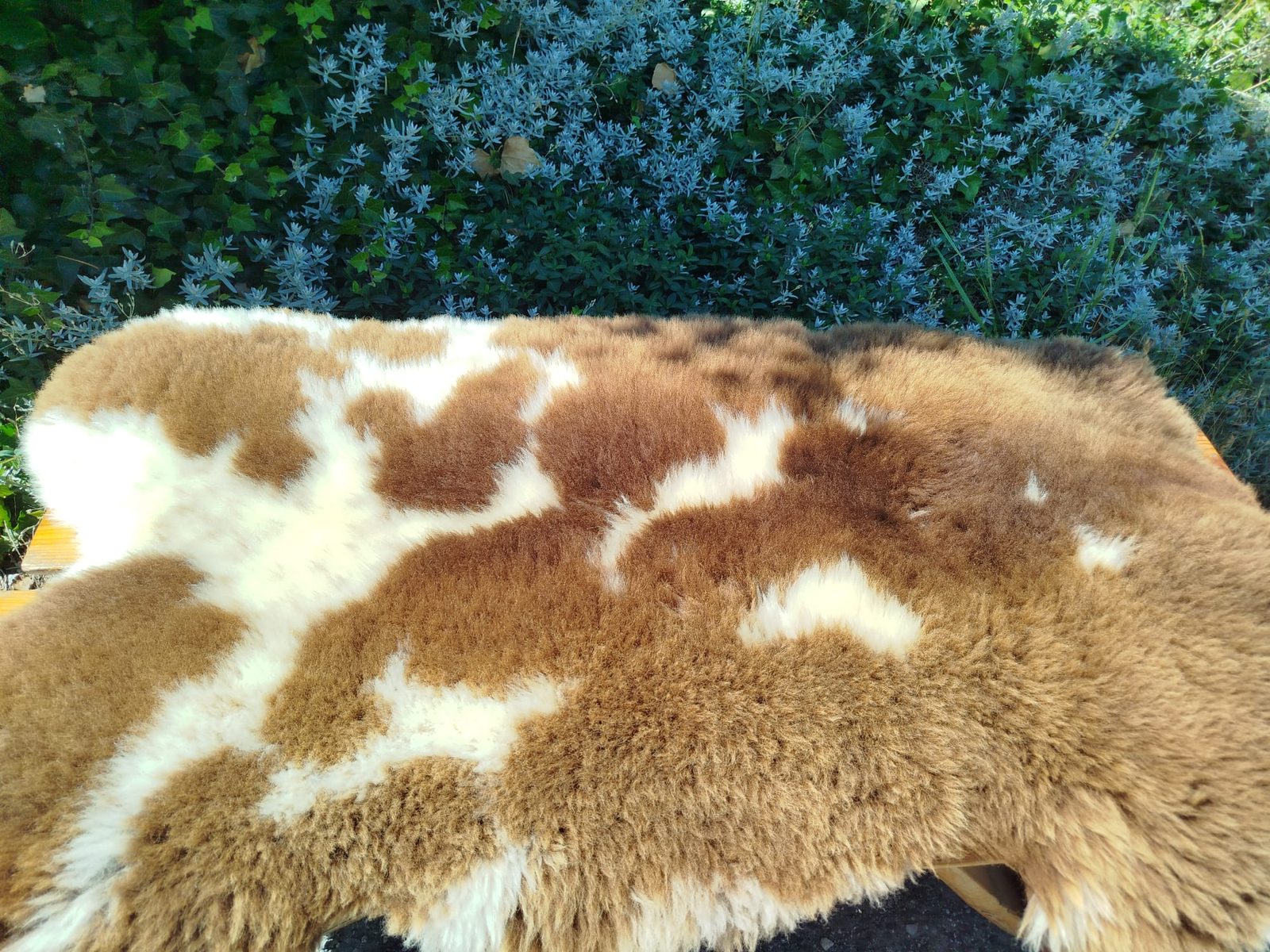 Peaux de mouton néerlandaises, qualité supérieure - photo 4