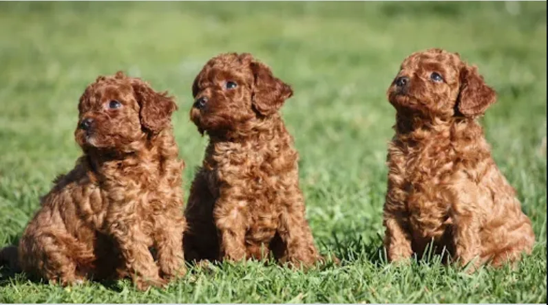 Sublimes chiots caniche toy pure race pour familles aimantes - photo 1